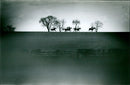 The farmers bloodhounds point to point - Vintage Photograph