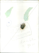 Dick Tiger - Vintage Photograph