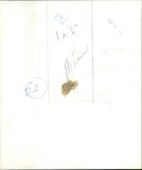 The duke of Edinburgh - Vintage Photograph