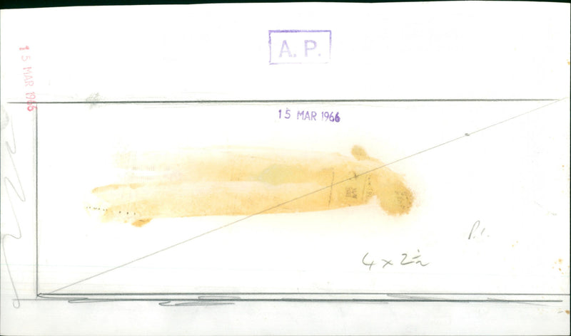 Fresh meat, smoked meat - Vintage Photograph