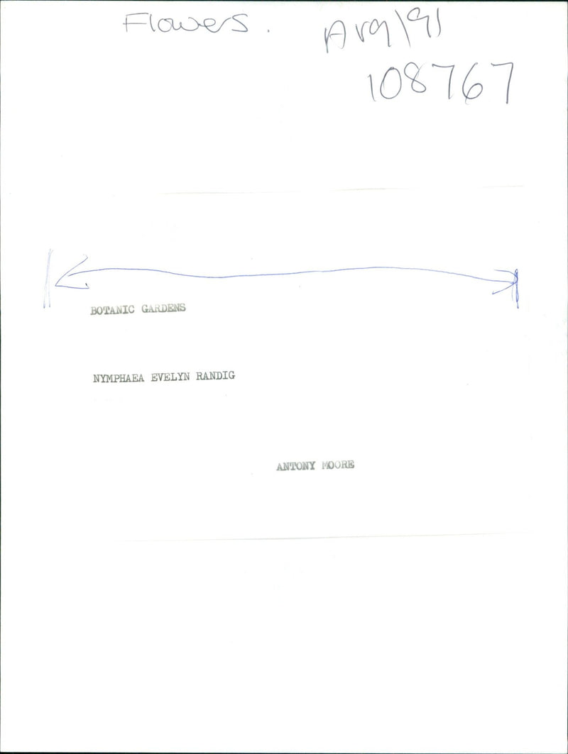 A closeup of a purple flower in the Botanic Gardens. - Vintage Photograph