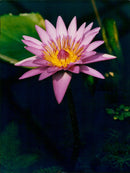 A closeup of a purple flower in the Botanic Gardens. - Vintage Photograph