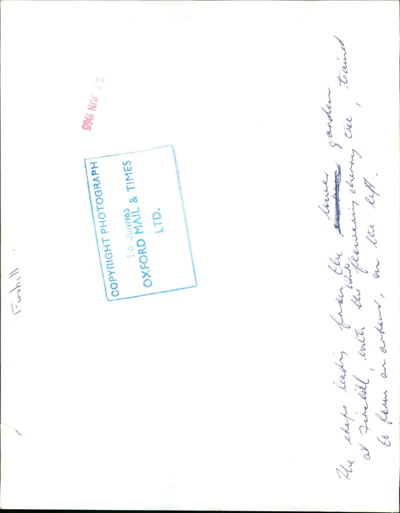 Firebill steps leading al Furshill garden with flowering cherry tree in the background. - Vintage Photograph