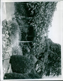 Firebill steps leading al Furshill garden with flowering cherry tree in the background. - Vintage Photograph