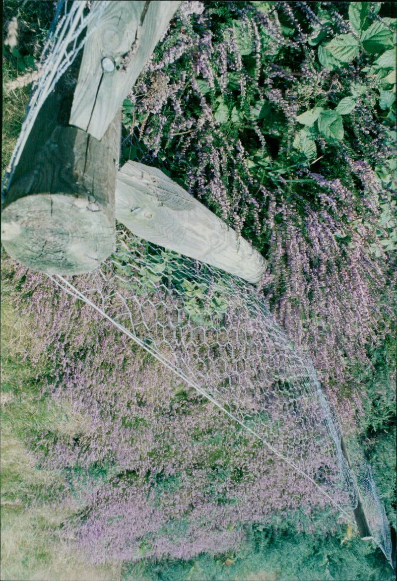 Ivan and Jacqueline Wright admiring the flowering heather on Shotover. - Vintage Photograph
