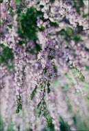 Ivan and Jacqueline Wright admire the flowering heather on Shotover. - Vintage Photograph