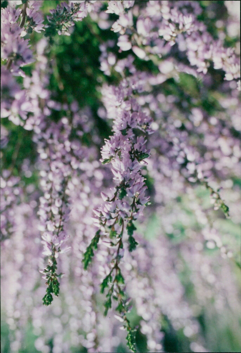 Ivan and Jacqueline Wright admire the flowering heather on Shotover. - Vintage Photograph