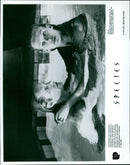 Sil (Natasha Henstridge) and John (Whip Hubley) in a scene from the 1995 film Species. - Vintage Photograph