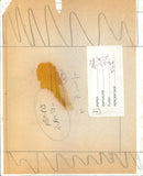 Scene from the movie "Soldier Blue" directed by Ralph Nelson. - Vintage Photograph