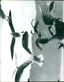 Hall Bartlett's film adaptation of Richard Bach's novel Jonathan Livingston Seagull is released. - Vintage Photograph