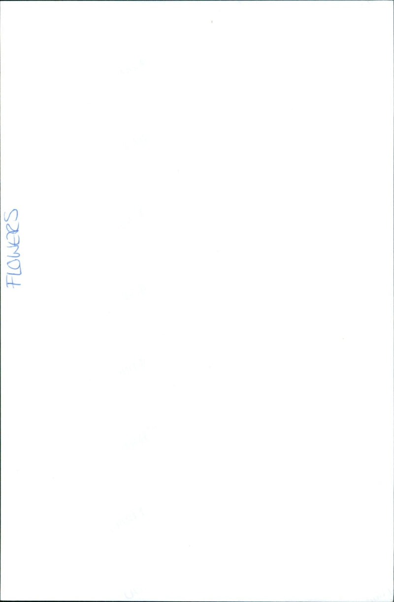 A woman admires a field of daffodils in full bloom. - Vintage Photograph