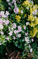 A woman admires a field of daffodils in full bloom. - Vintage Photograph