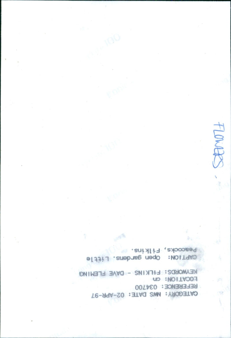 A vibrant array of flowers blooming in the garden. - Vintage Photograph