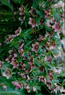 A vibrant array of flowers blooming in the garden. - Vintage Photograph