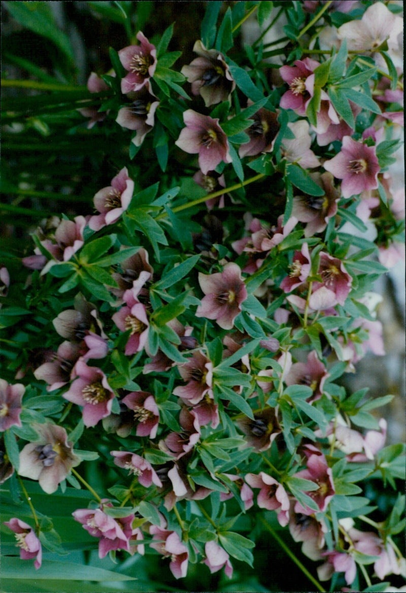 A vibrant array of flowers blooming in the garden. - Vintage Photograph