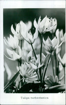 A close-up of a Tulipa turkestanica flower - Vintage Photograph
