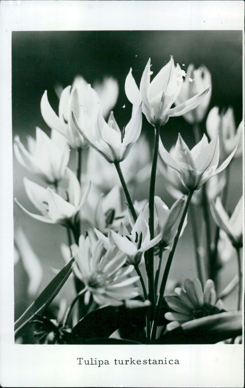 A close-up of a Tulipa turkestanica flower - Vintage Photograph