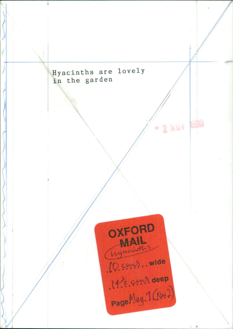 A garden of hyacinths in full bloom. - Vintage Photograph