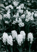 A garden of hyacinths in full bloom. - Vintage Photograph