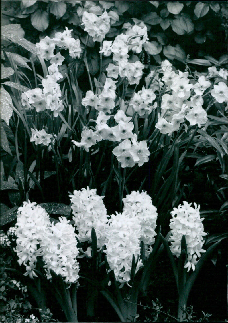 A garden of hyacinths in full bloom. - Vintage Photograph