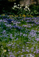 A garden in full bloom at Little Peacocks in Filkins. - Vintage Photograph