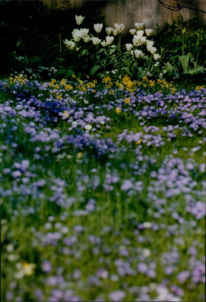 A garden in full bloom at Little Peacocks in Filkins. - Vintage Photograph