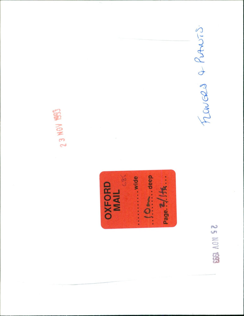 A field of flowers and plants in bloom. - Vintage Photograph