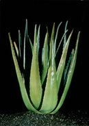 A close-up of an Aloe barbadensis plant - Vintage Photograph