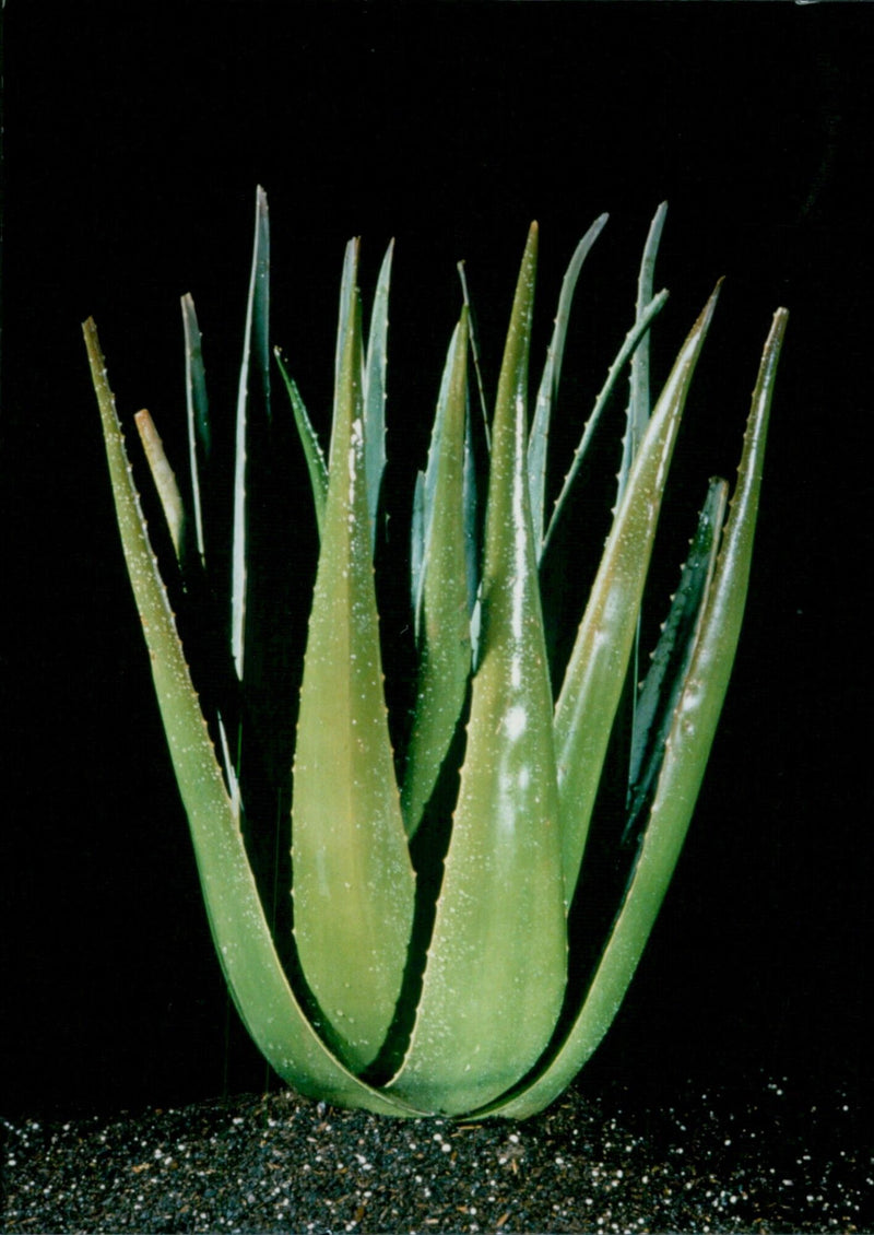 A close-up of an Aloe barbadensis plant - Vintage Photograph