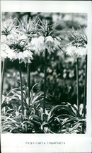 A Fritillaria imperialis flower blooms in a field. - Vintage Photograph