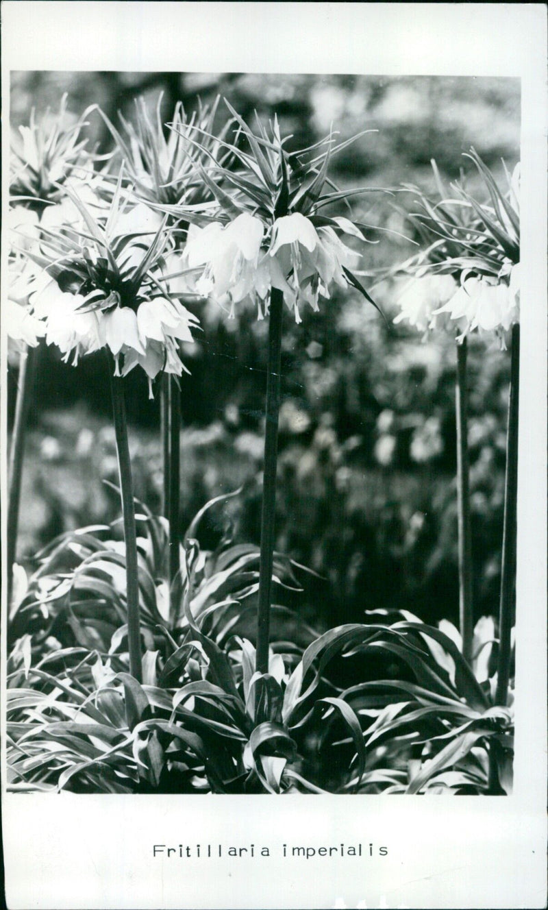A Fritillaria imperialis flower blooms in a field. - Vintage Photograph