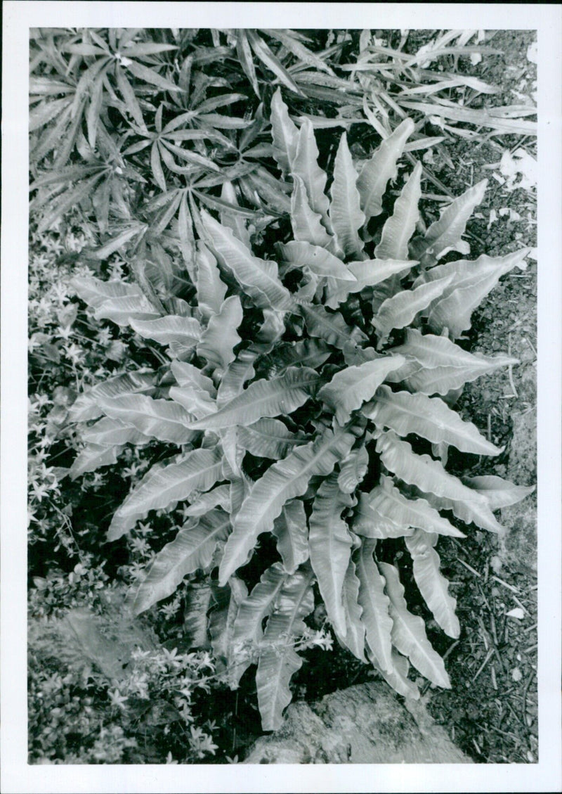 A Hart's tongue fern in bloom. - Vintage Photograph