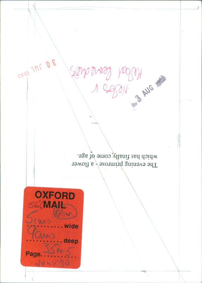 A woman holds an evening primrose flower in her hand. - Vintage Photograph