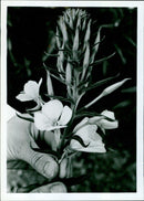 A woman holds an evening primrose flower in her hand. - Vintage Photograph