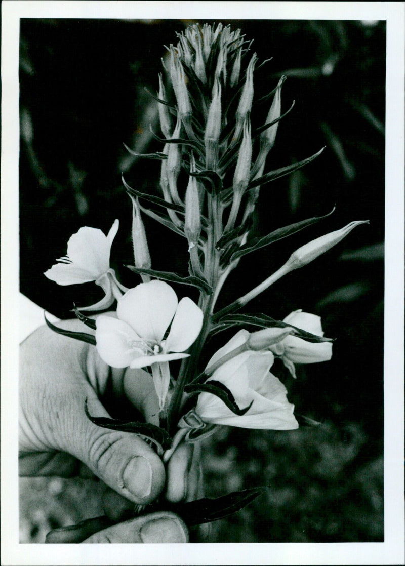 A woman holds an evening primrose flower in her hand. - Vintage Photograph