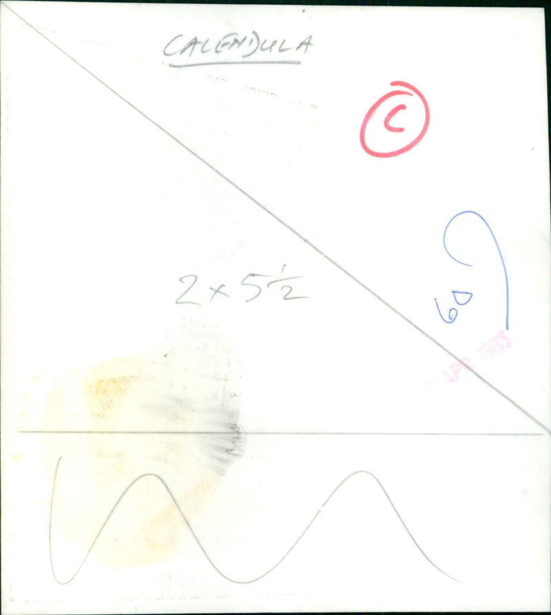 A bee pollinates a calendula flower. - Vintage Photograph