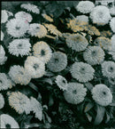 A bee pollinates a calendula flower. - Vintage Photograph