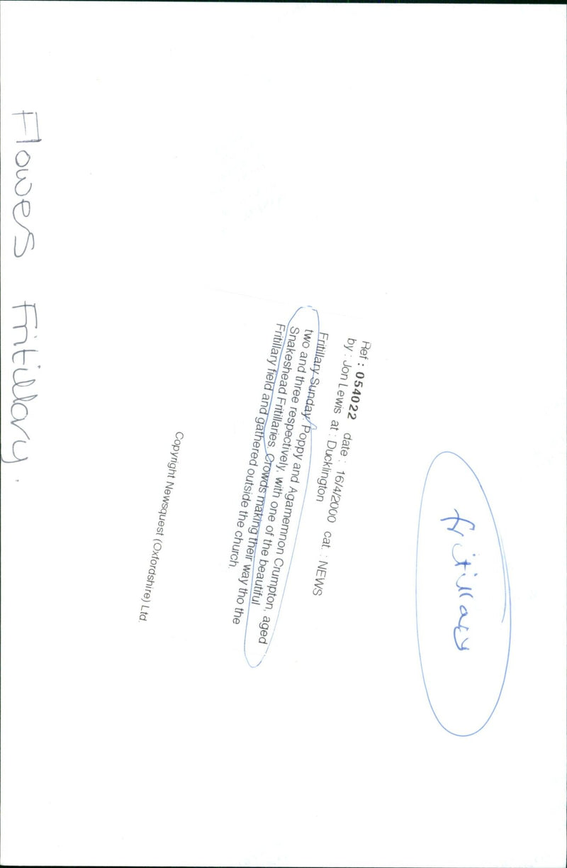 Two young siblings admire a Snakeshead Fritillary in a field of flowers. - Vintage Photograph