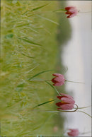 A family of ducklings is seen led by their mother in a park in Fatilanes, France. - Vintage Photograph
