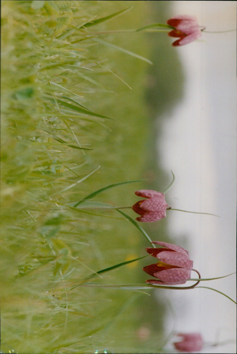 A family of ducklings is seen led by their mother in a park in Fatilanes, France. - Vintage Photograph