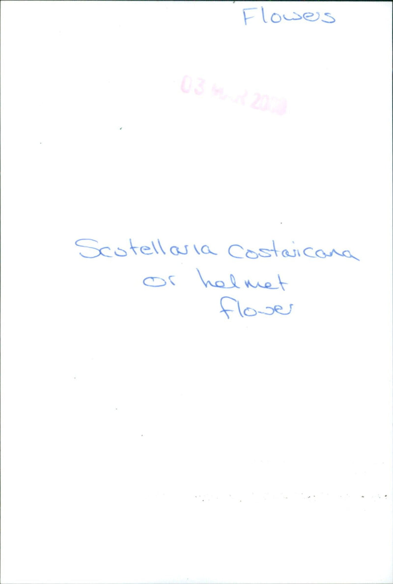 Costa Rican helmet flower - Vintage Photograph