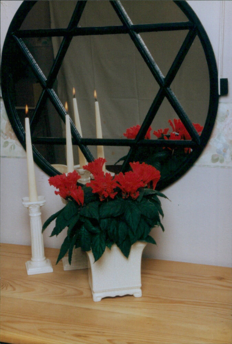 Costa Rican helmet flower - Vintage Photograph