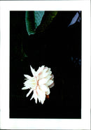 A woman admiring a field of wildflowers. - Vintage Photograph