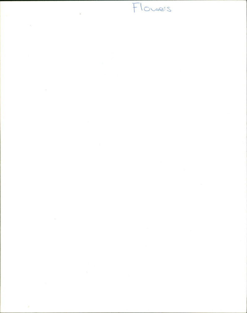 A woman holds a bouquet of pink and white roses. - Vintage Photograph