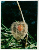 A woman holds a bouquet of pink and white roses. - Vintage Photograph