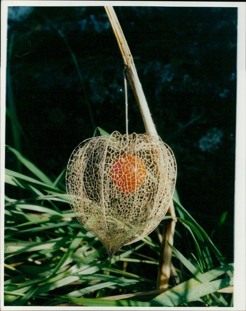 A woman holds a bouquet of pink and white roses. - Vintage Photograph