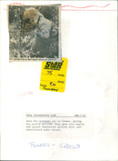 A vibrant display of crocuses blooms in a garden. - Vintage Photograph