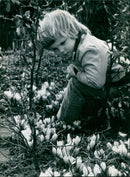 A vibrant display of crocuses blooms in a garden. - Vintage Photograph