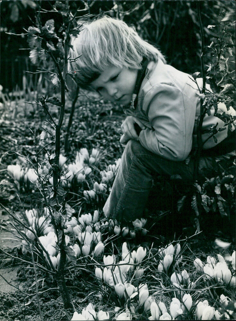 A vibrant display of crocuses blooms in a garden. - Vintage Photograph