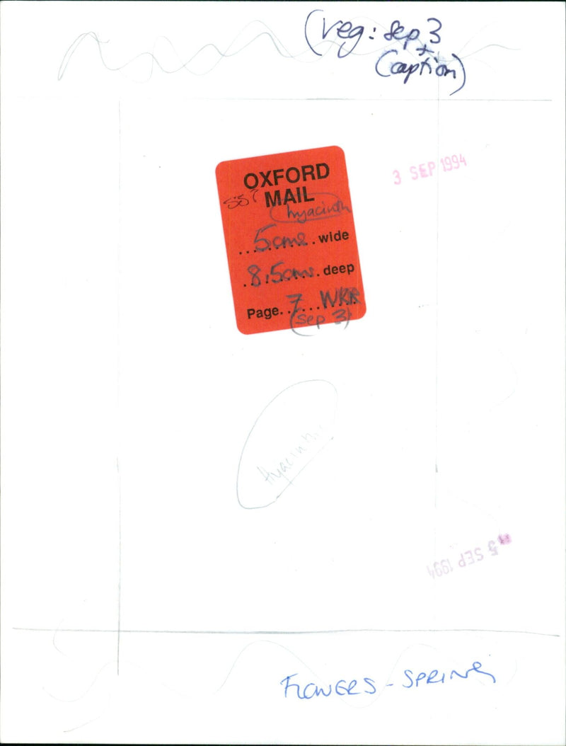 A white Hyacinth "L'Innocence" blooms in a garden. - Vintage Photograph